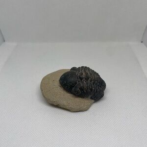 Trilobite Fossil Specimen